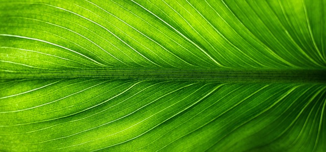 Livraison du dernier kilomètre : quelles solutions écologiques pour 2025 ?